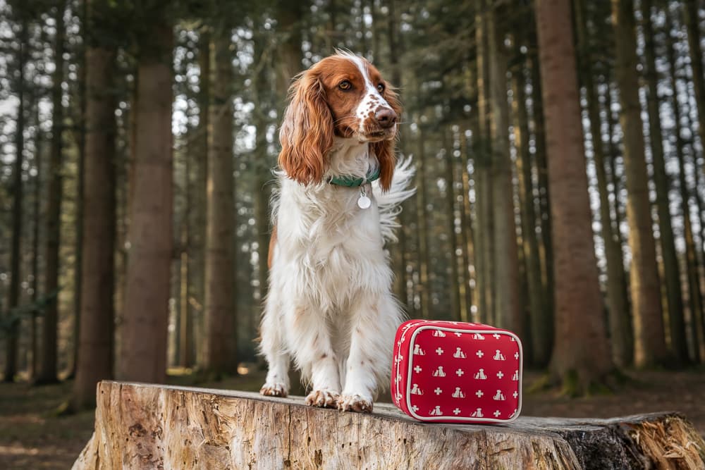 A dog beside a product in an outdoor scene